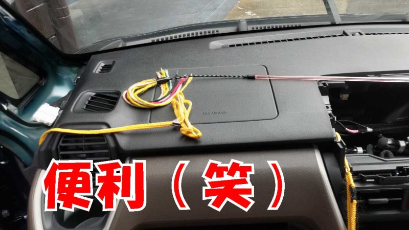 猫じゃらしと猫用ハーネス